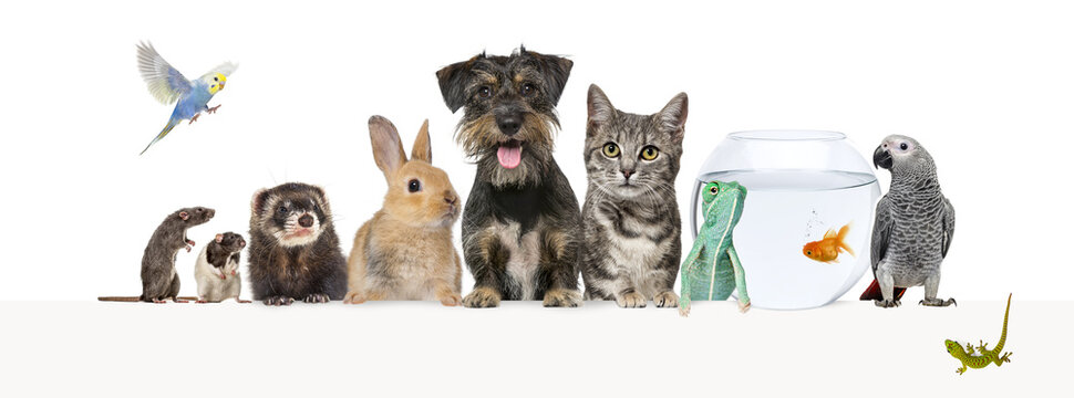 Group of pets leaning together on a empty web banner to place text.   Cats, dogs, rabbit, ferret, rodent,  fish, reptile, bird, rat