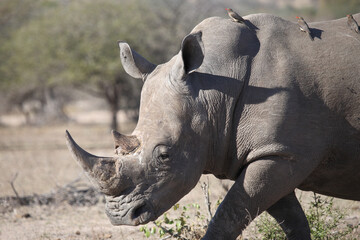 Fototapeta premium Breitmaulnashorn und Rotschnabel-Madenhacker / Square-lipped rhinoceros and Red-billed oxpecker / Ceratotherium simum et Buphagus erythrorhynchus