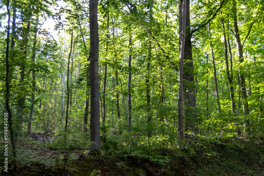 Poster forest in the morning