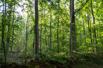 Fototapeta premium forest in the morning