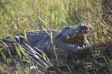 Fototapeta premium Nilkrokodil / Nile crocodile / Crocodylus niloticus..