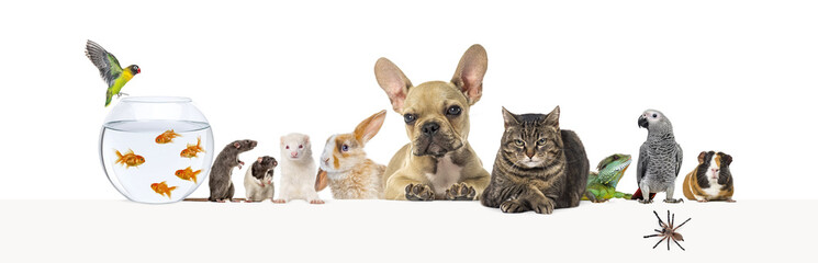 Fototapeta na wymiar Group of pets leaning together on a empty web banner to place text. Cat, dog, rabbit, ferret, guinea pig, fish, reptile, bird, rat, spider