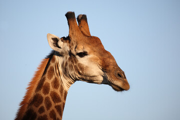 Giraffe / Giraffe / Giraffa camelopardalis