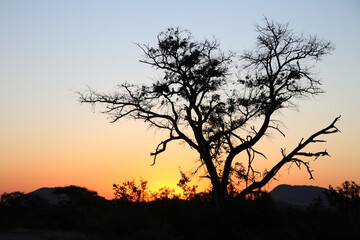 Sonnenaufgang - Krüger Park - Südafrika / Sunrise - Kruger Park - South Africa /