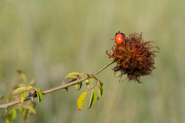 PLANTA DE ROSAL SILVESTRE (Rosa Canina L.) CON ESCARAMUJO Y BEDEGAR