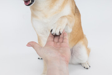 Shiba Inu giving a paw to female hand on white background