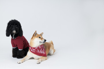 Shiba Inu and Toy poodle dogs on white background
