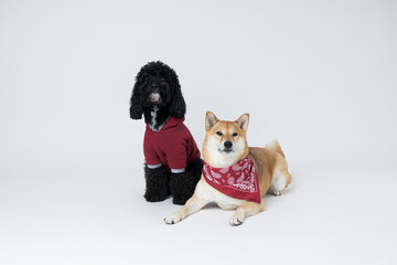 Fototapeta na wymiar Shiba Inu and Toy poodle dogs on white background