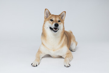 Shiba Inu cute dog on white background