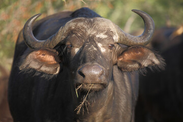 Kaffernbüffel / African buffalo / Syncerus caffer