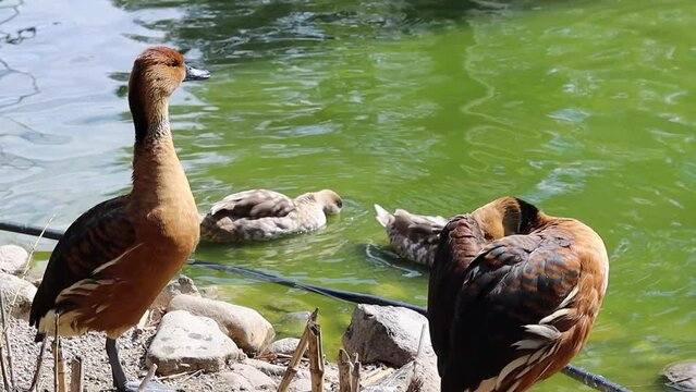 Beautiful Red duck Ogar on a sunny day near the lake