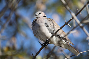 Kapturteltaube / Cape turtle dove / Streptopelia capicola