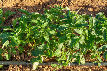 Imagen cenital de una planta de tomate en un campo de cultivo con sistema de riego por goteo.