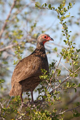 Swainsonfrankolin / Swainson's francolin or Swainson's spurfowl / Francolinus swainsonii.