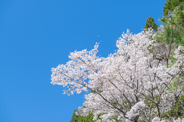 耶馬溪に咲くソメイヨシノと青空
