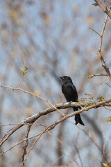 Gabelschwanzdrongo / Fork-tailed drongo / Dicrurus adsimilis.