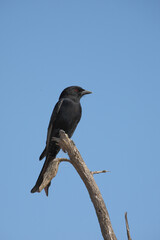 Gabelschwanzdrongo / Fork-tailed drongo / Dicrurus adsimilis.