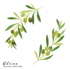 オリーブの枝の水彩イラスト-2