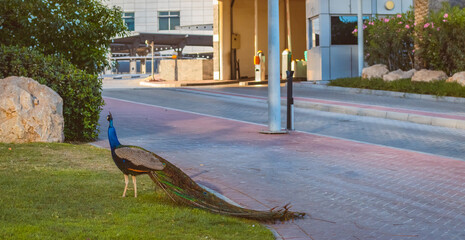 Peacocks sit on the bushes in the city