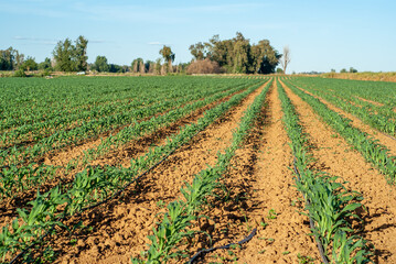 Fototapeta na wymiar Campo de cultivo de maíz en hileras con sistema de riego por goteo.
