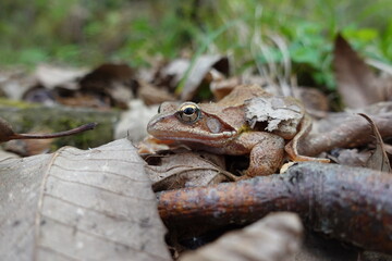 The grass frog camouflage very effectively in the bed of dead leaves in the forest