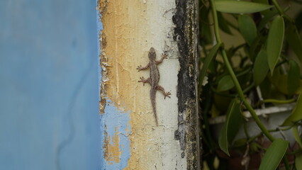 Flat-tailed house gecko|Hemidactylus platyurus|蝎虎