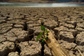 Scorched earth and earth clods are seen on dry land caused by drought and lack of rain due to...