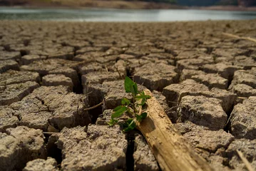 Fotobehang Scorched earth and earth clods are seen on dry land caused by drought and lack of rain due to climate change. Concept of water shortage and climate crisis, cracked earth and dry soil. © davide bonaldo