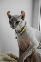 Gray sphinx cat