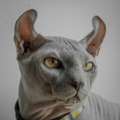 Gray sphynx cat