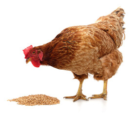 Chicken and pile of wheat.