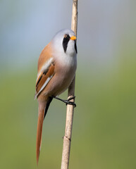 Bearded reedling, Panurus biarmicus. Bird sitting on a reed stalk, close-up, beautiful background