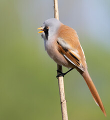 Bearded reedling, Panurus biarmicus. A bird sits on a reed stalk and sings, calling