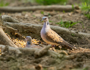 Turtle dove on forest floor