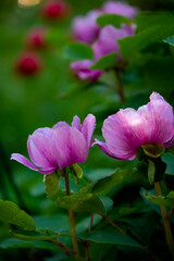 Fototapeta premium Delicate flowers pink peonies in the garden. Dark greenery of a shady garden on a spring day and bright pink peonies.