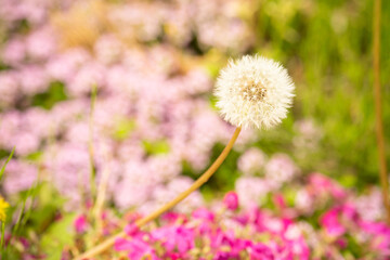 春のファンシーな雰囲気に包まれた綿毛（タンポポ）