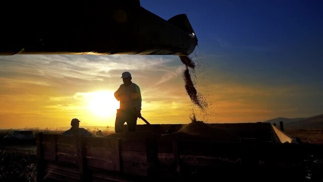 Combine pouring rice grain harvest into tractor trailer with background of majestic vibrant sunset