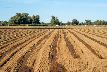 Campo de cultivo con hileras de plantas de repollo y sistema de riego por goteo.