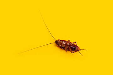 Dead cockroach on yellow background.
