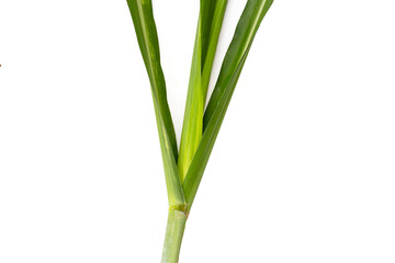 Fototapeta na wymiar Sugar cane leaves on white background.