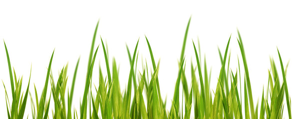 fresh green yellow grass blades in a row with selective blur isolated on transparent background,...