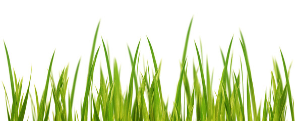 fresh green yellow grass blades in a row with selective blur isolated on transparent background, texture template overlay for floral decoration