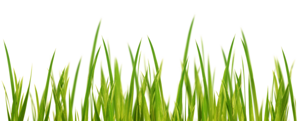 fresh green yellow grass blades in a row with selective blur isolated on transparent background, texture template overlay for floral decoration