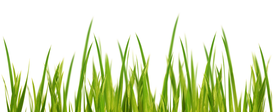 fresh green yellow grass blades in a row with selective blur isolated on transparent background, texture template overlay for floral decoration