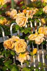 薔薇