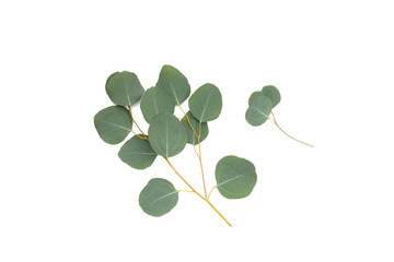 Obraz premium Green leaves of eucalyptus on white