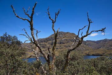 Dead tree at Laguna Toreadora in Parque Nacional Cajas near Cuenca, Azuay Province, Ecuador, South America
