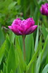 Beautiful magenta tulip 'Margarita Tulip' growing isolated on the spring garden . Close up photo outdoors. Free copy space. Gardening ,birthday, Mothers day ,spring greeting concept. Free copy space.