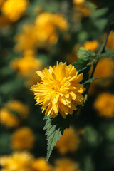 Kerria Japanese. Yellow flowers blooming on the branches. Yellow flowers. Spring flowering. Photo of nature.
