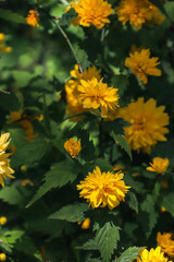 Kerria Japanese. Yellow flowers blooming on the branches. Yellow flowers. Spring flowering. Photo of nature.